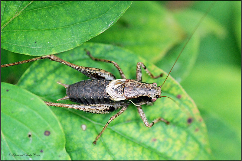 Pholidoptera griseoaptera (Tettigoniidae)